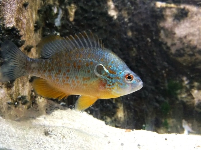 orange spotted sunfish