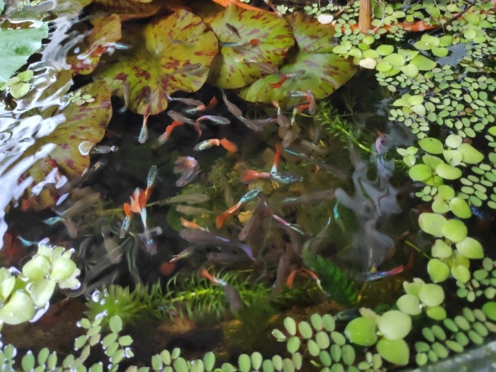 outdoor mini pond with guppies