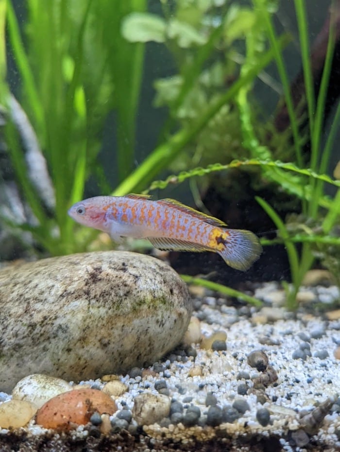 peacock gudgeon