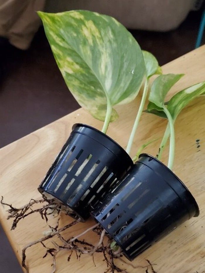 plants in original pots