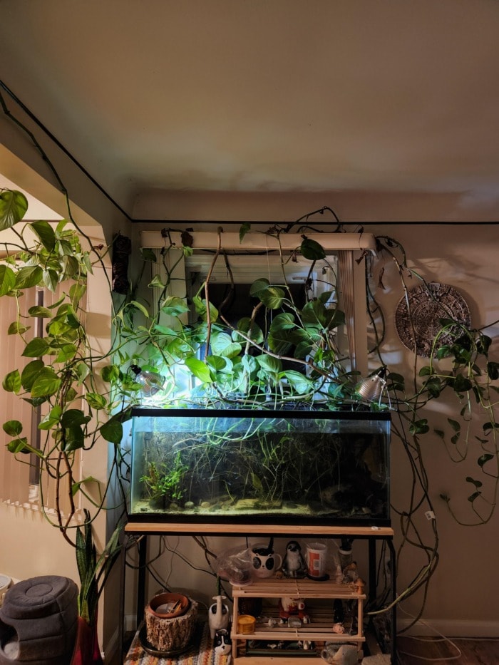 pothos in aquarium turned into a vine