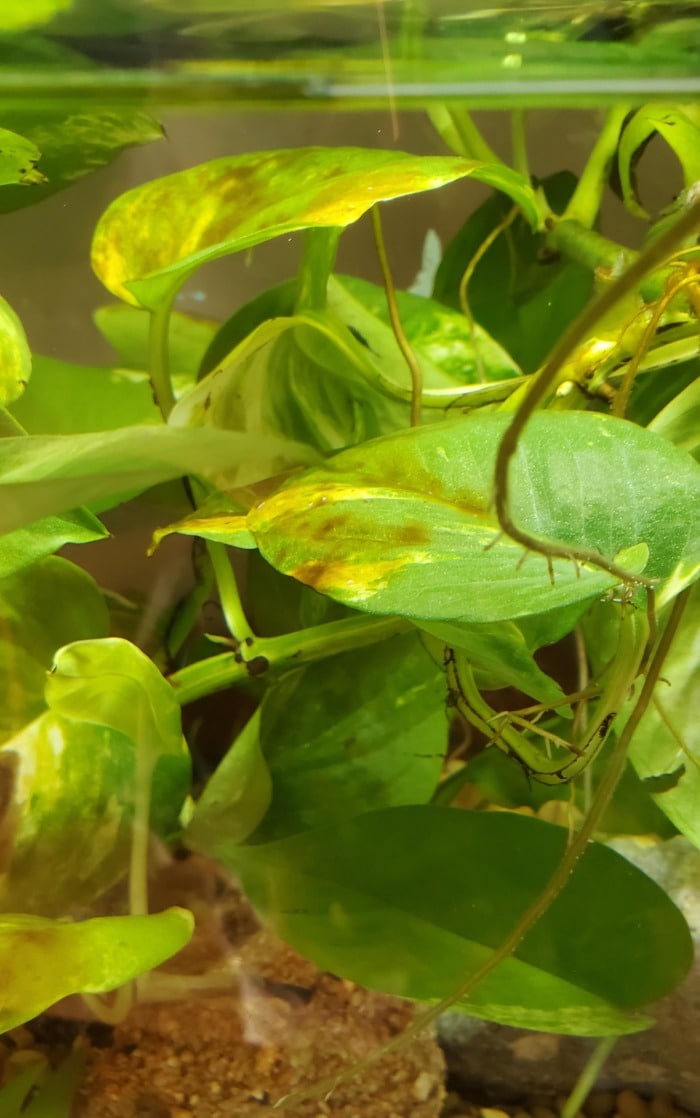 pothos leaves turning brown