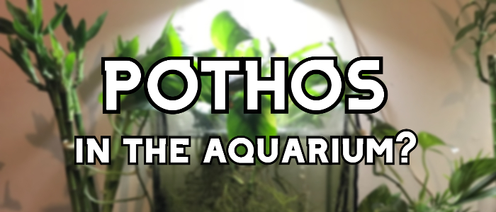 pothos plant in aquarium header