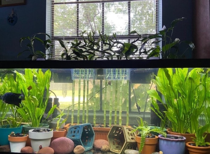 potted plants in an aquarium