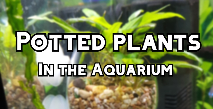 potted plants in aquarium header