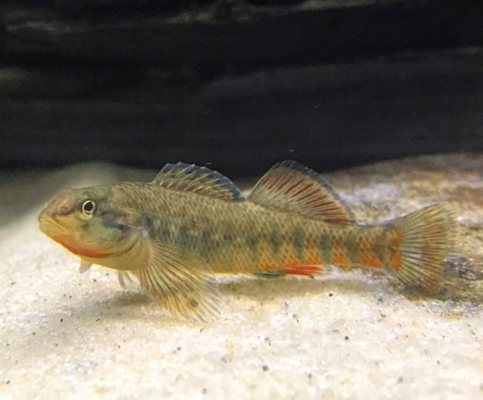 rainbow darter