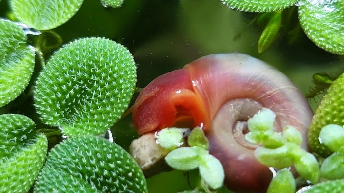 ramshorn snail