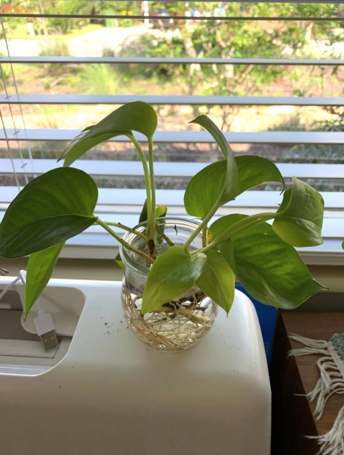 rooted neon pothos cuttings