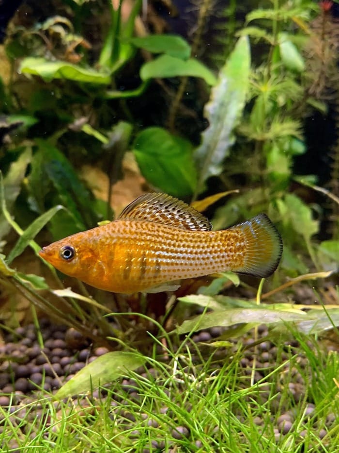 sailfin molly