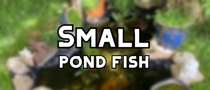 small pond fish header