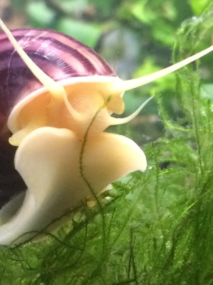 snail eats algae