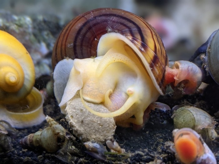 snail eats commercial food