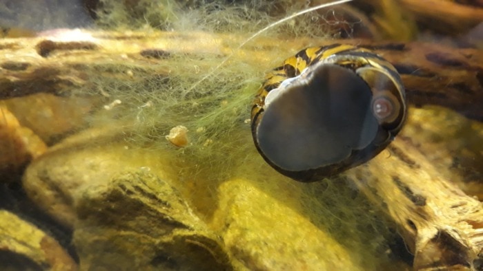 snail eats hair algae