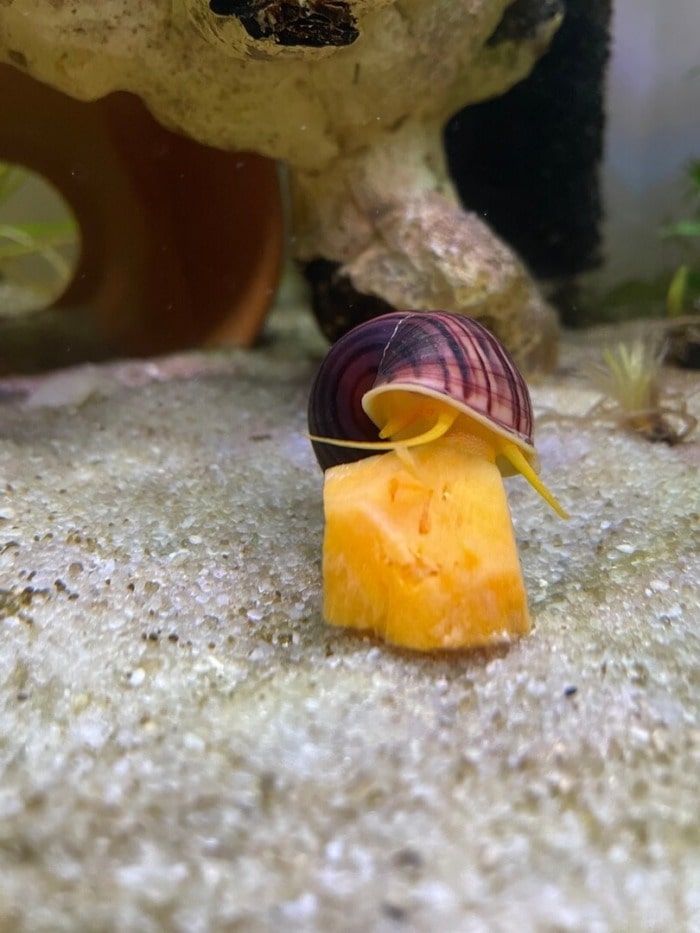 snail eats pumpkin