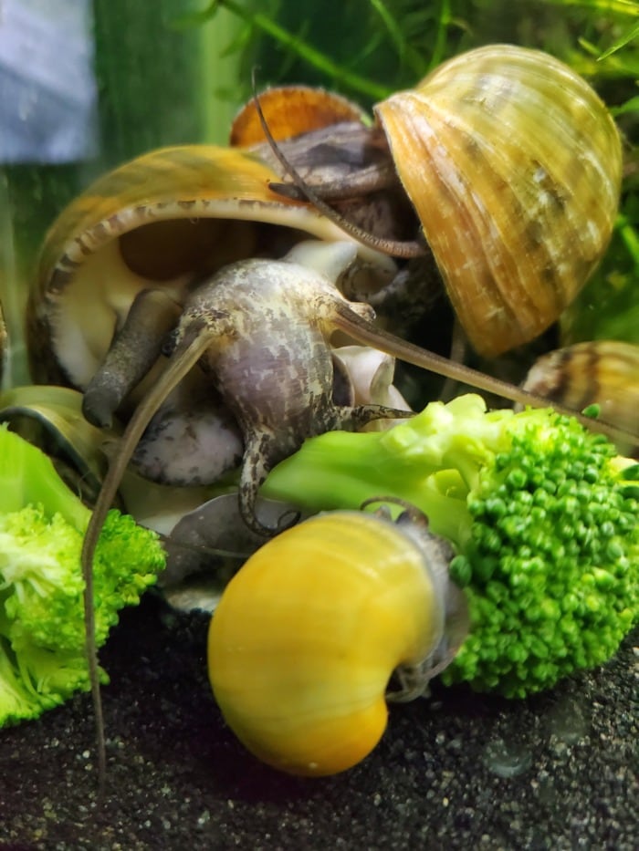 snails eat food specifically for them