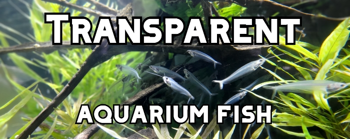 transparent aquarium fish header