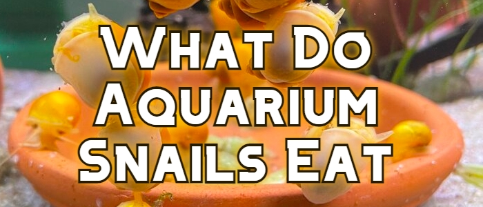 what do aquarium snails eat