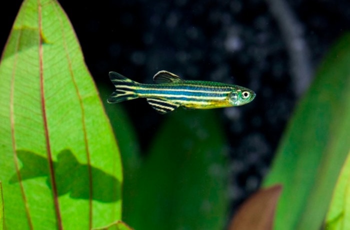 zebra danio