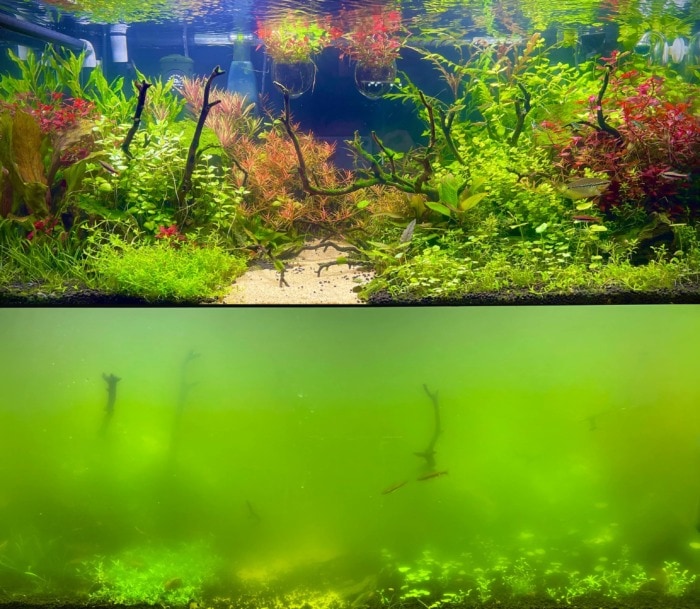 a tank before and after the problem with green water
