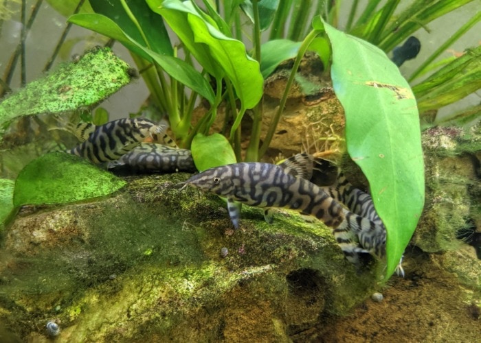 almora loaches