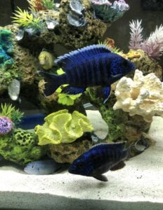 10 Types of Colorful African Cichlids | Aquanswers