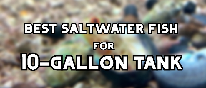 best saltwater fish for 10 gallon tank header