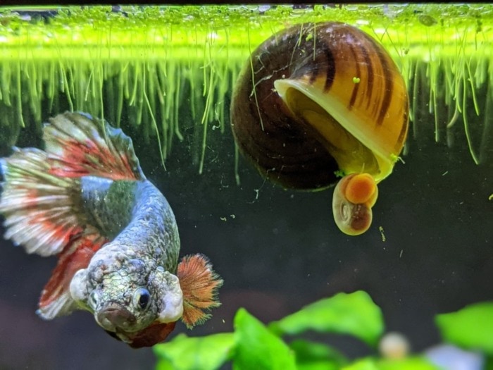 betta with snails