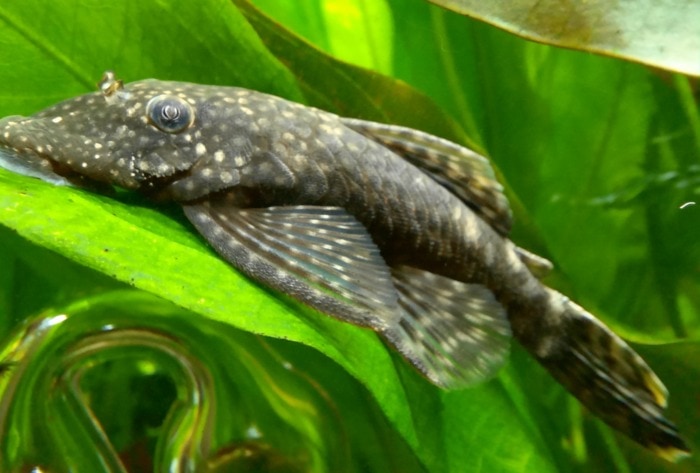 bristlenose pleco