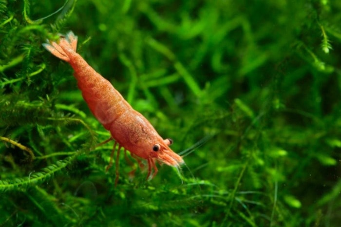 cherry shrimp