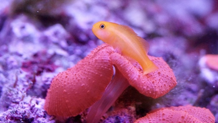 clown goby fish