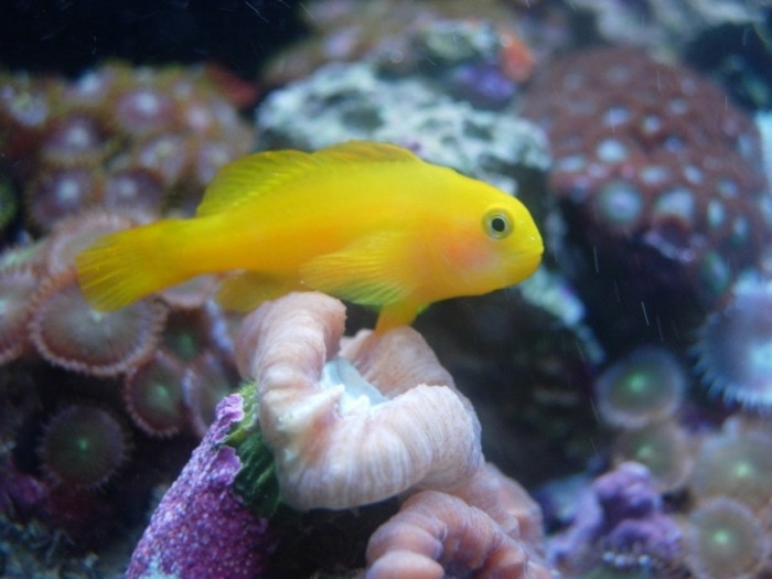 clown goby fish