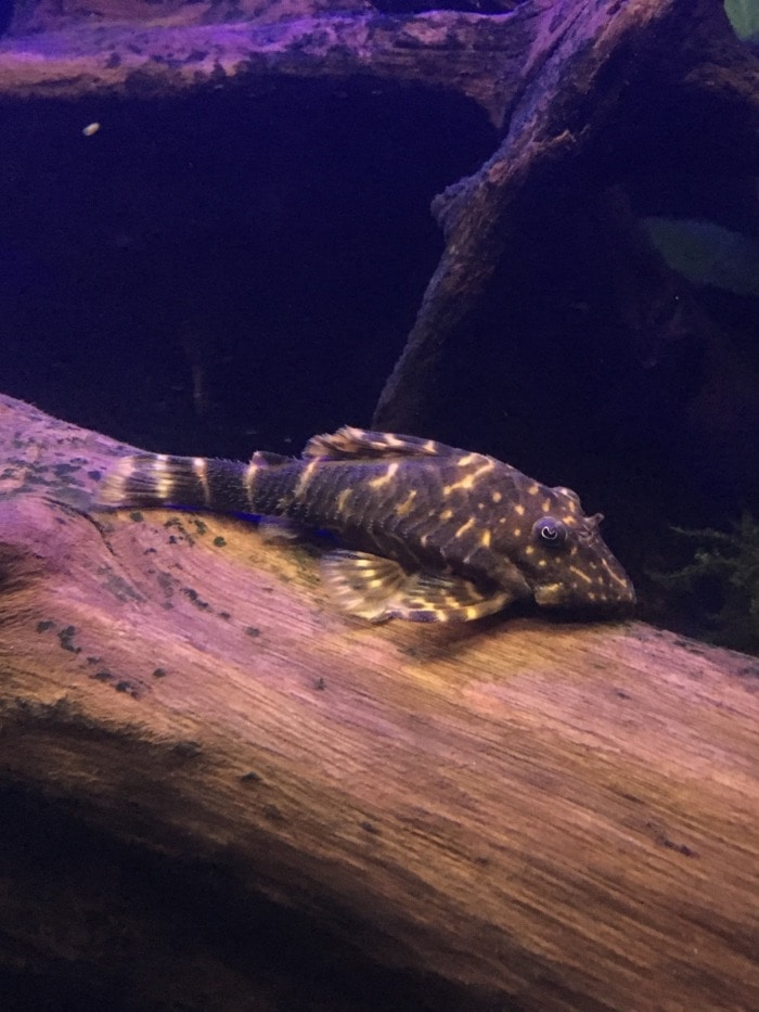 clown pleco