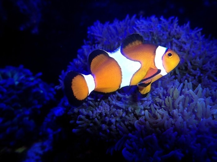 clownfish