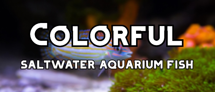 colorful saltwater aquarium fish header