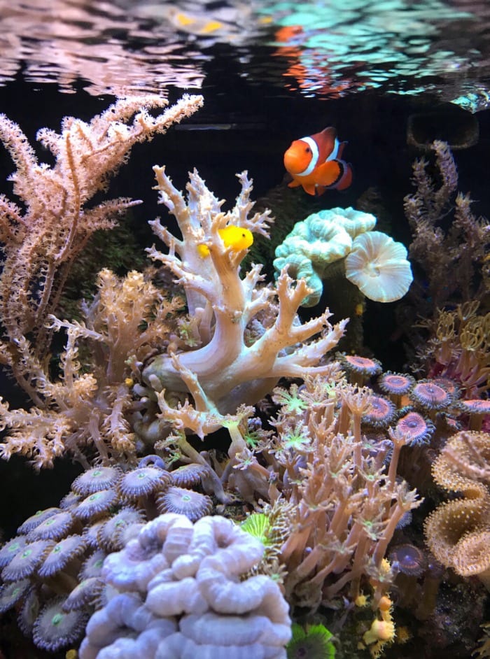 community reef nano tank