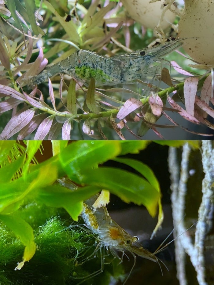 comparison of green and orange eggs