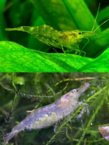 Ghost Shrimp Eggs 101 | AquAnswers