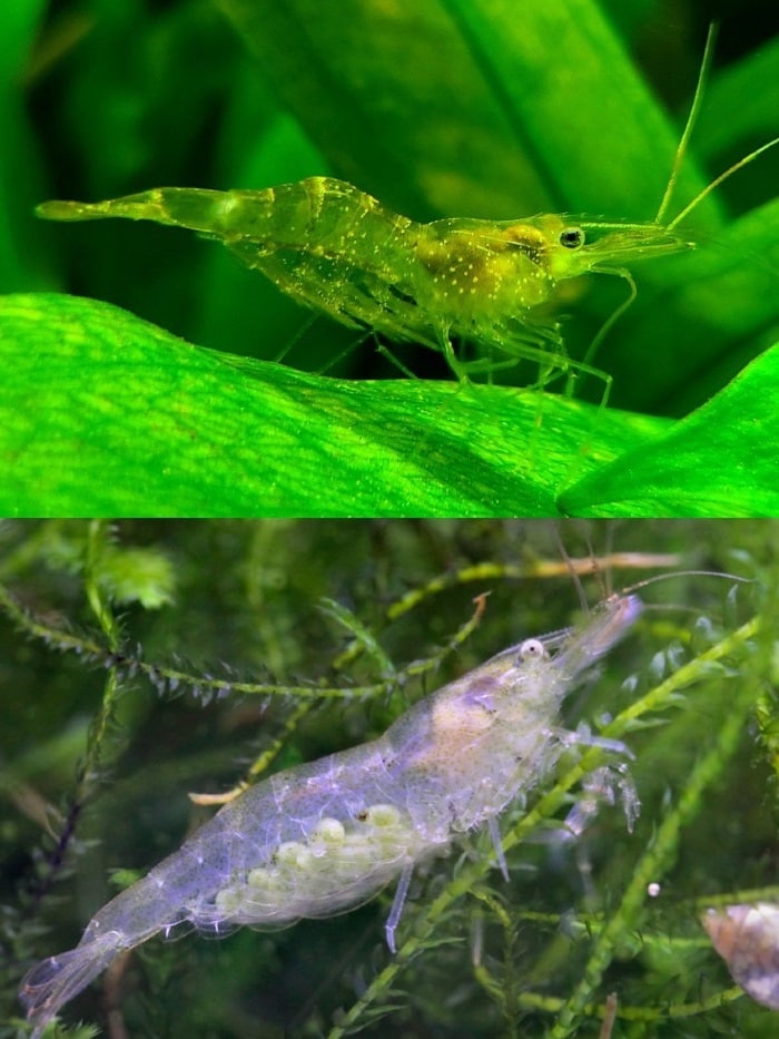 Ghost Shrimp – Detailed Guide: Care, Diet And Breeding, 46% OFF