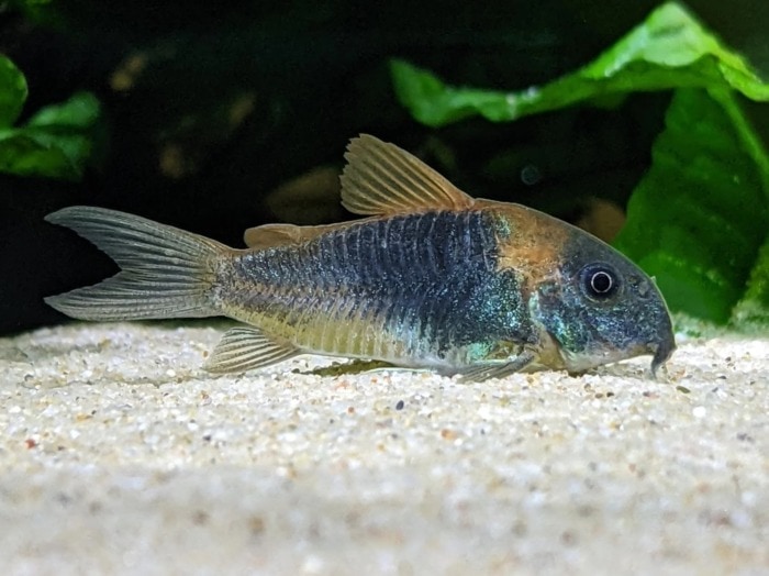 cory catfish bronze