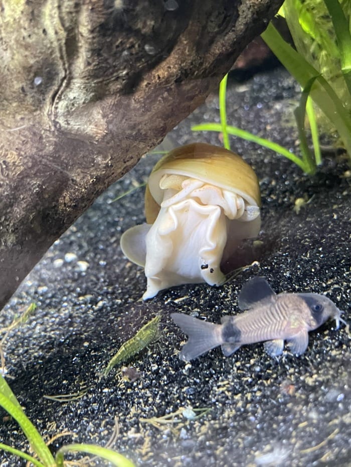 cory snail and shrimp