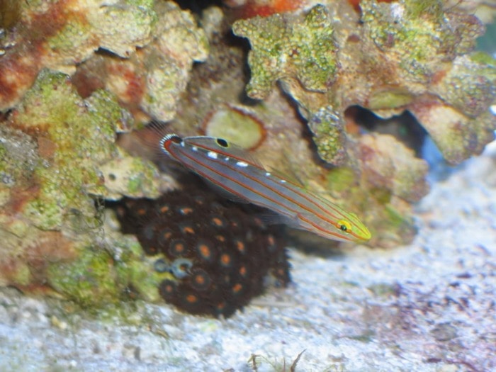 court jester goby