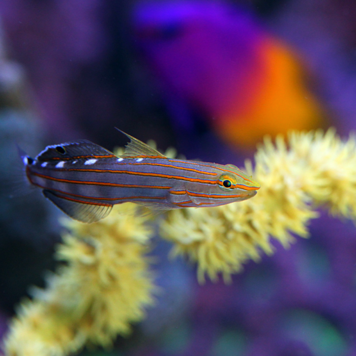 court jester goby
