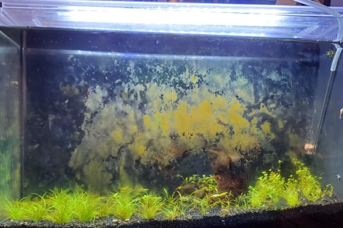 diatom algae on aquarium glass