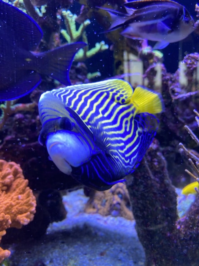 emperor angelfish