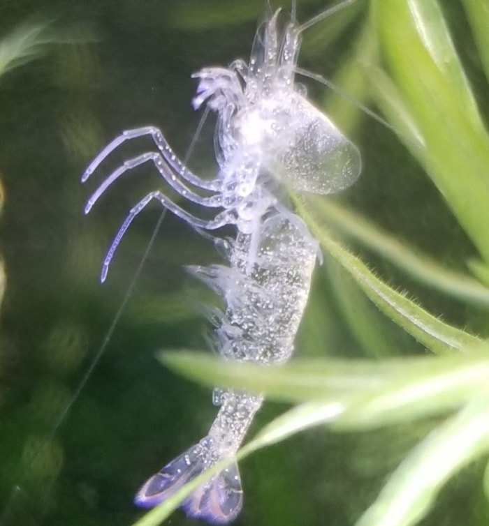 empty shrimp molt