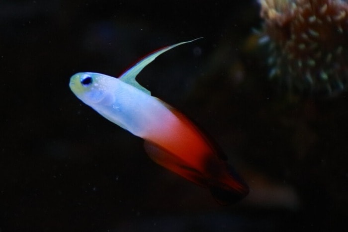 firefish goby