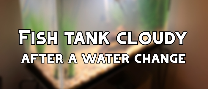 Why is Your Fish Tank Cloudy After a Water Change? | Aquanswers