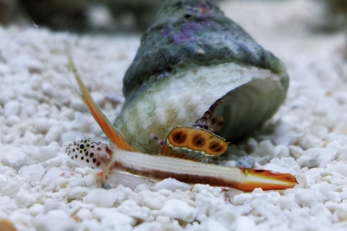 flaming prawn goby fish