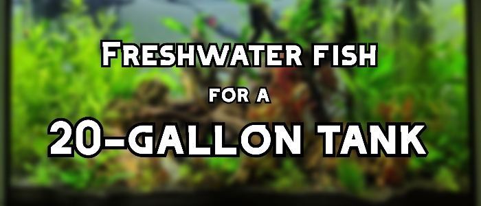 freshwater fish for 20 gallon tank header