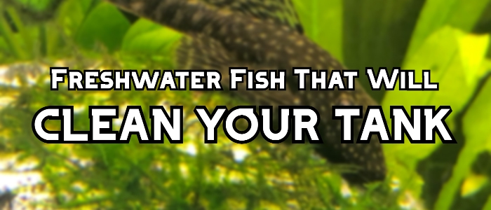 freshwater fish that clean tank header